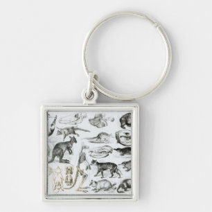 Marsupialia, Monetremata, Edentata Key Ring