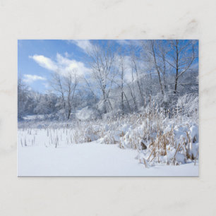 Marthaler Park Frozen Pond and Trees Postcard