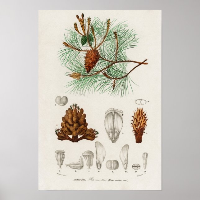 Martime pine (Pinus maritima) Poster (Front)