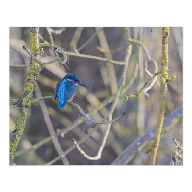 Martin-fisherman Poster (Front)