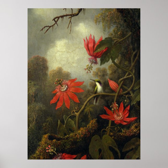 Martin Johnson Heade - Hummingbird Poster (Front)