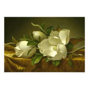 Martin Johnson Heade - Magnolias on Gold Velvet Photo Print
