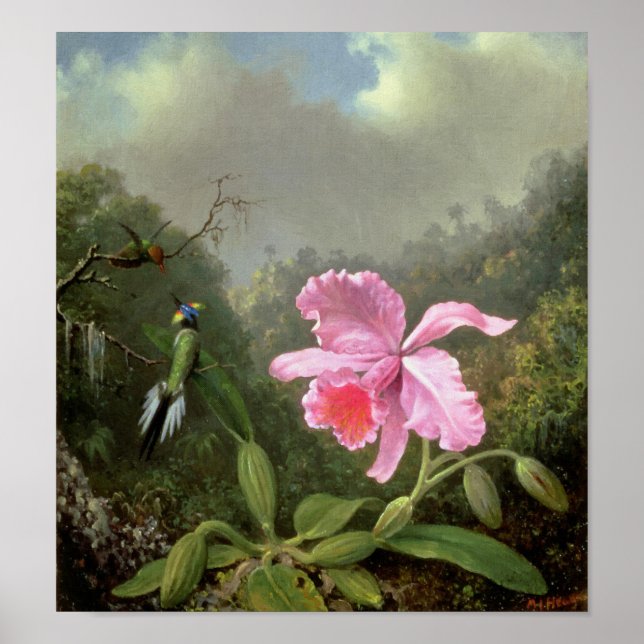 Martin Johnson Heade Orchid And Hummingbirds Poster (Front)