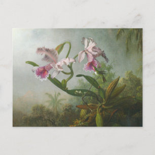 Martin Johnson Heade - Orchids and Hummingbirds Postcard