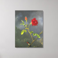 MARTIN JOHNSON HEADE - Red Rose with Ruby Throat -