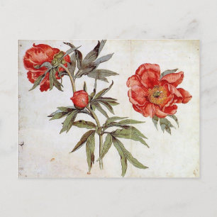 Martin Schongauer: Study of Peonies Postcard