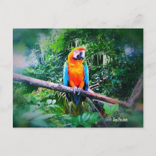 Martinique Macaw Postcard