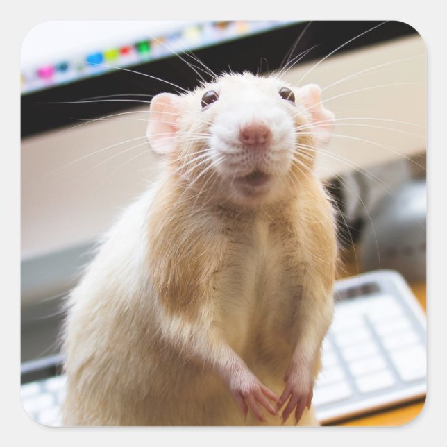 Marty Mouse Stickers - Standin' Tall (Front)