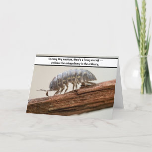 “Marvel in Miniature - The Woodlouse Wonder” Thank You Card