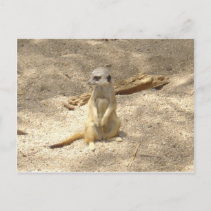 Marvellous Meerkat Postcard