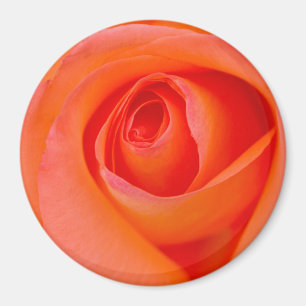 Marvellous Orange Rose Bud Magnet