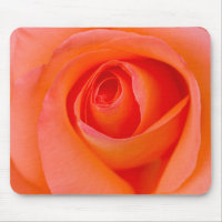 Marvellous Orange Rose Bud