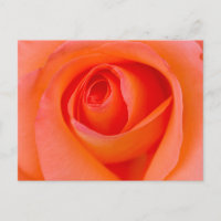 Marvellous Orange Rose Bud