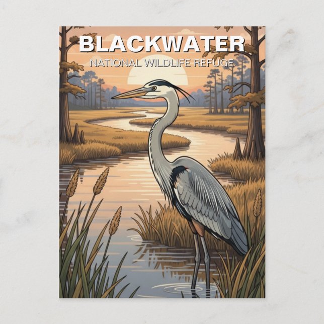 Maryland Blackwater National Wildlife Refuge Postcard (Front)
