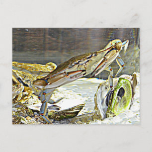 Maryland Blue Crab Postcard