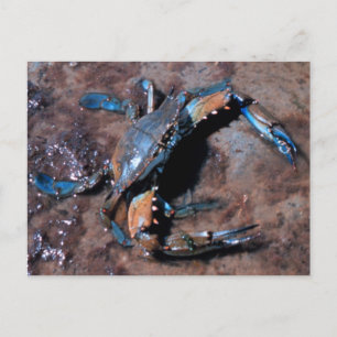 Maryland Blue Crab Postcard