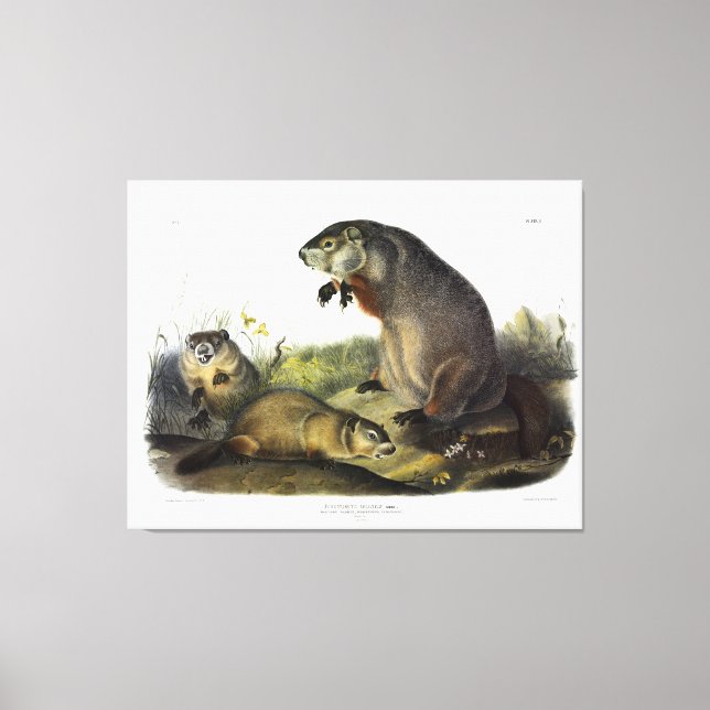 Maryland Marmot, Woodchuck, Groundhog by Audubon Canvas Print (Front)