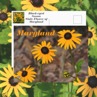 Maryland State Flower Black-eyed Susan Photo