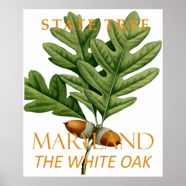 Maryland Territory Tree The White Oak Poster (Front)