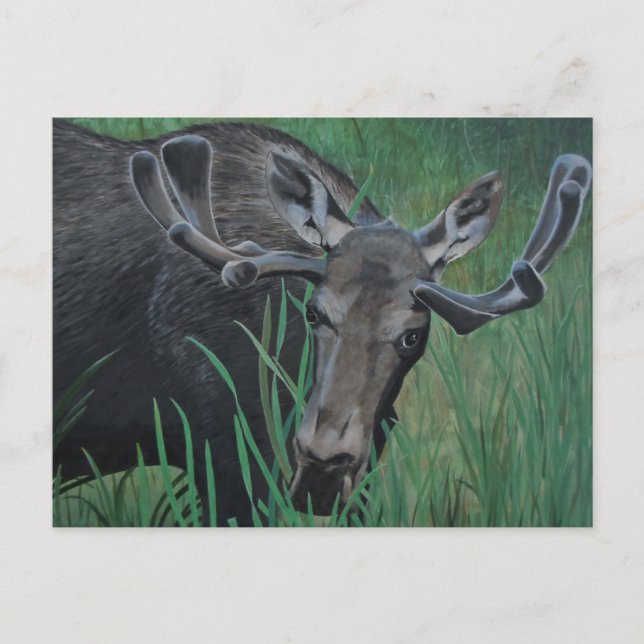 Marysville Moose Postcard (Front)