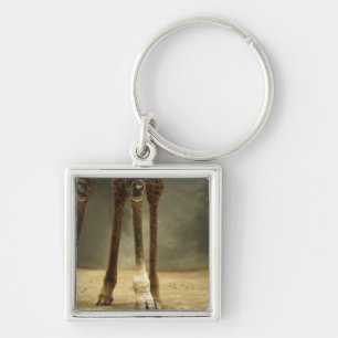 Masai giraffe, low angle view of legs, Giraffa Key Ring