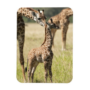 Masai giraffes, Giraffa camelopardalis 2 Magnet