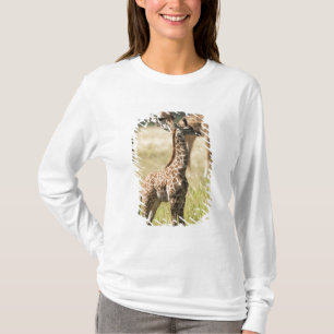 Masai giraffes, Giraffa camelopardalis 2 T-Shirt