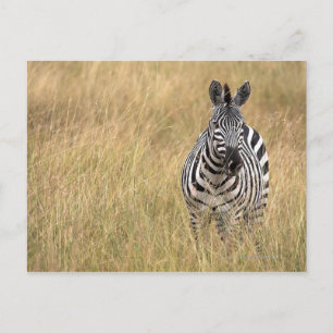 Masai Mara, Kenya Postcard