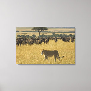 Masai Mara National Reserve, Kenya, Africa Canvas Print