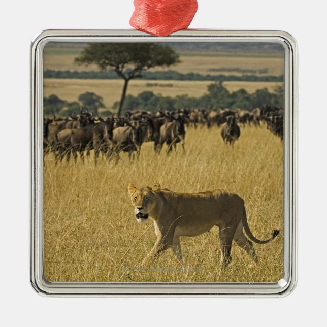 Masai Mara National Reserve, Kenya, Africa Metal Tree Decoration (Front)