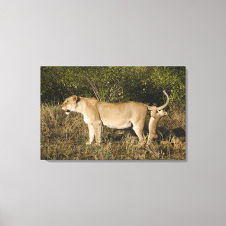 Masai Mara National Reserve, Kenya Canvas Print