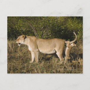 Masai Mara National Reserve, Kenya Postcard