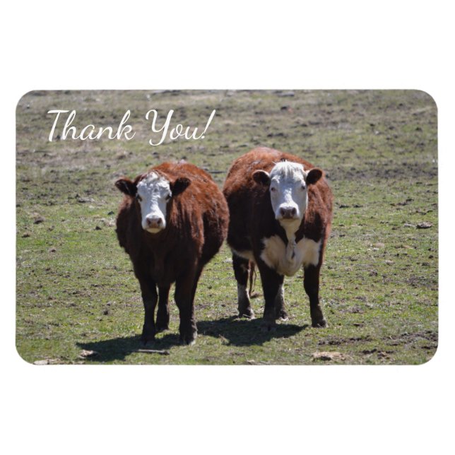 Masculine Cow Thank You Magnet (Horizontal)