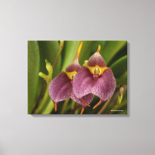 Masdevallia Canvas Print