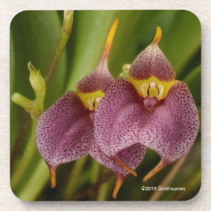 Masdevallia Coaster
