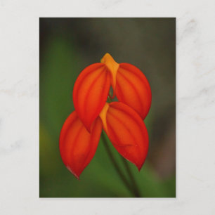 Masdevallia ignea Orchid Postcard