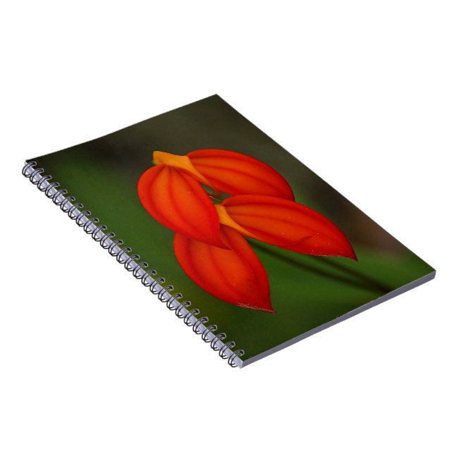 Masdevallia ignea Orchid Spiral Notebook (Right Side)