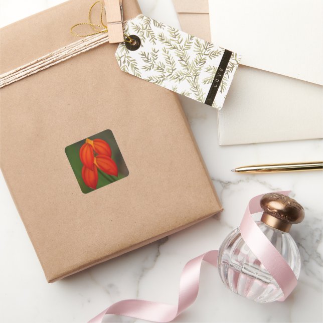 Masdevallia ignea Orchid Square Sticker (Gifting)