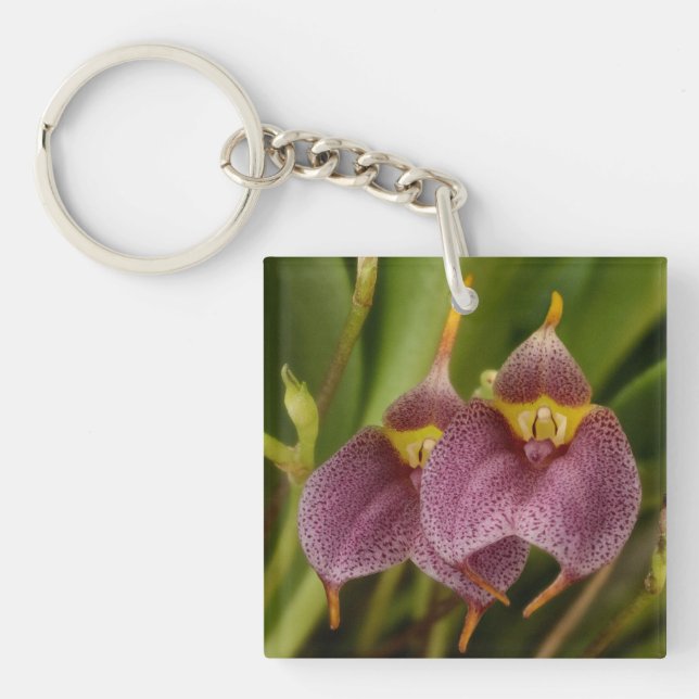 Masdevallia Key Ring (Front)