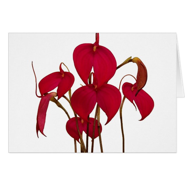 Masdevallia Orchid - Card (Front Horizontal)