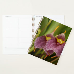 Masdevallia Planner