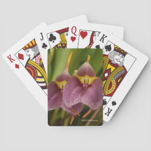 Masdevallia Playing Cards