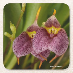 Masdevallia Square Paper Coaster