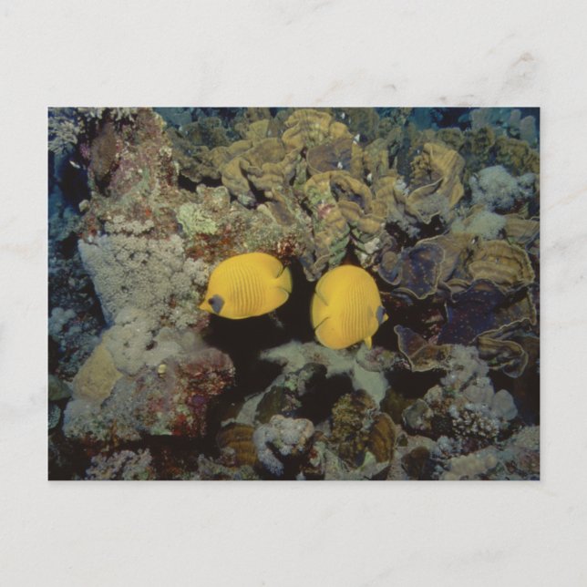 Masked Butterfly001-01 Postcard (Front)