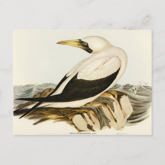 Masked Gannet by Elizabeth Gould Postcard (Front)