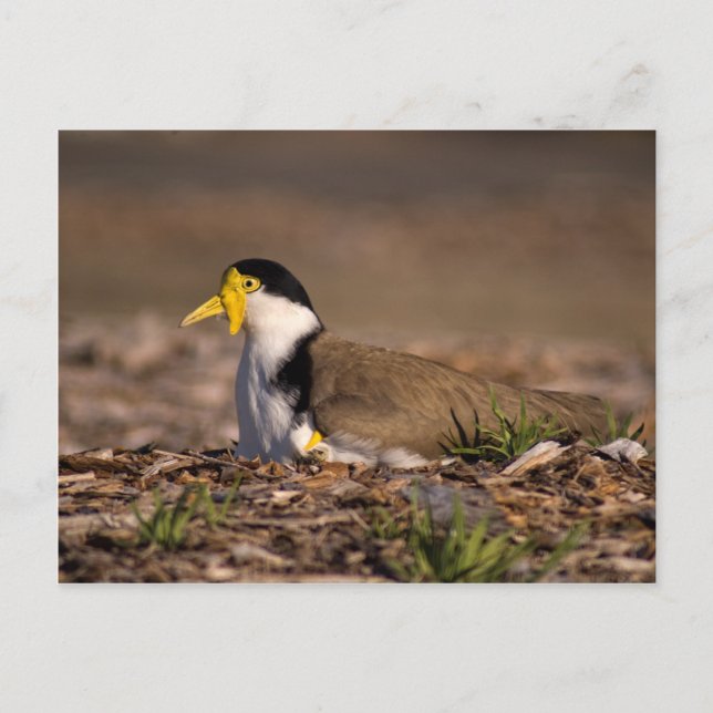 Masked Lapwing Postcard (Front)