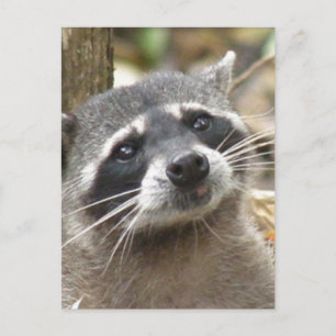 Masked Racoon Postcard