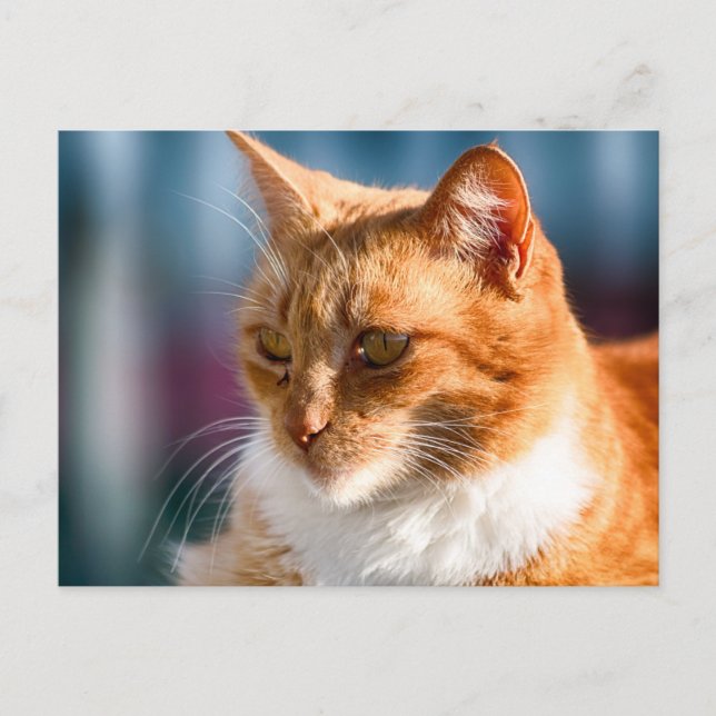 Maspalomas Cat Postcard (Front)