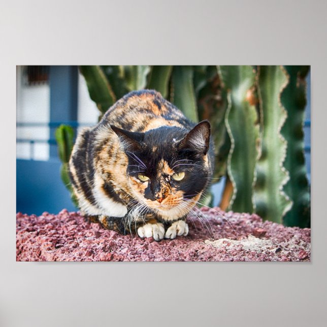 Maspalomas Cat Poster (Front)