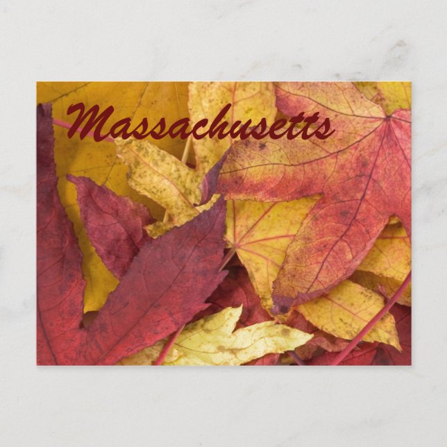 Massachusetts Autumn Leaves Postcard (Front)